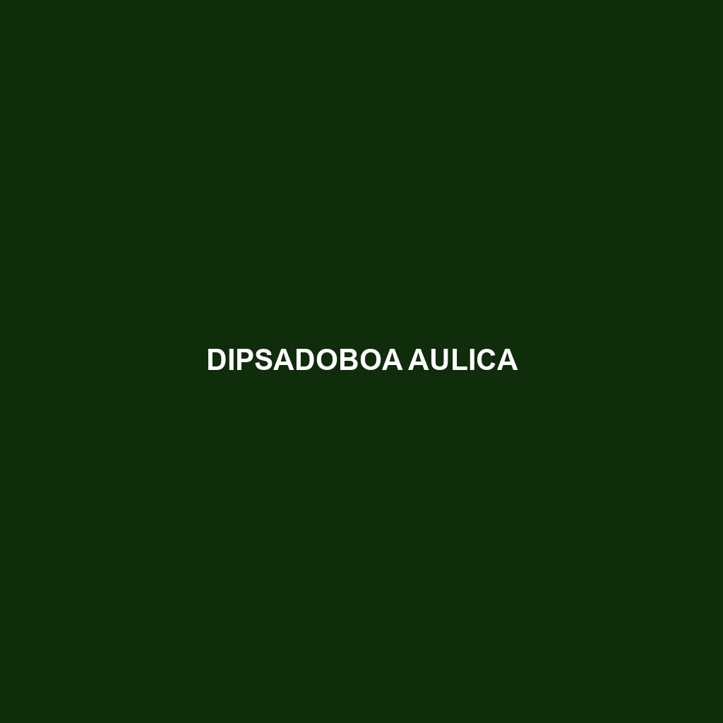 Dipsadoboa aulica