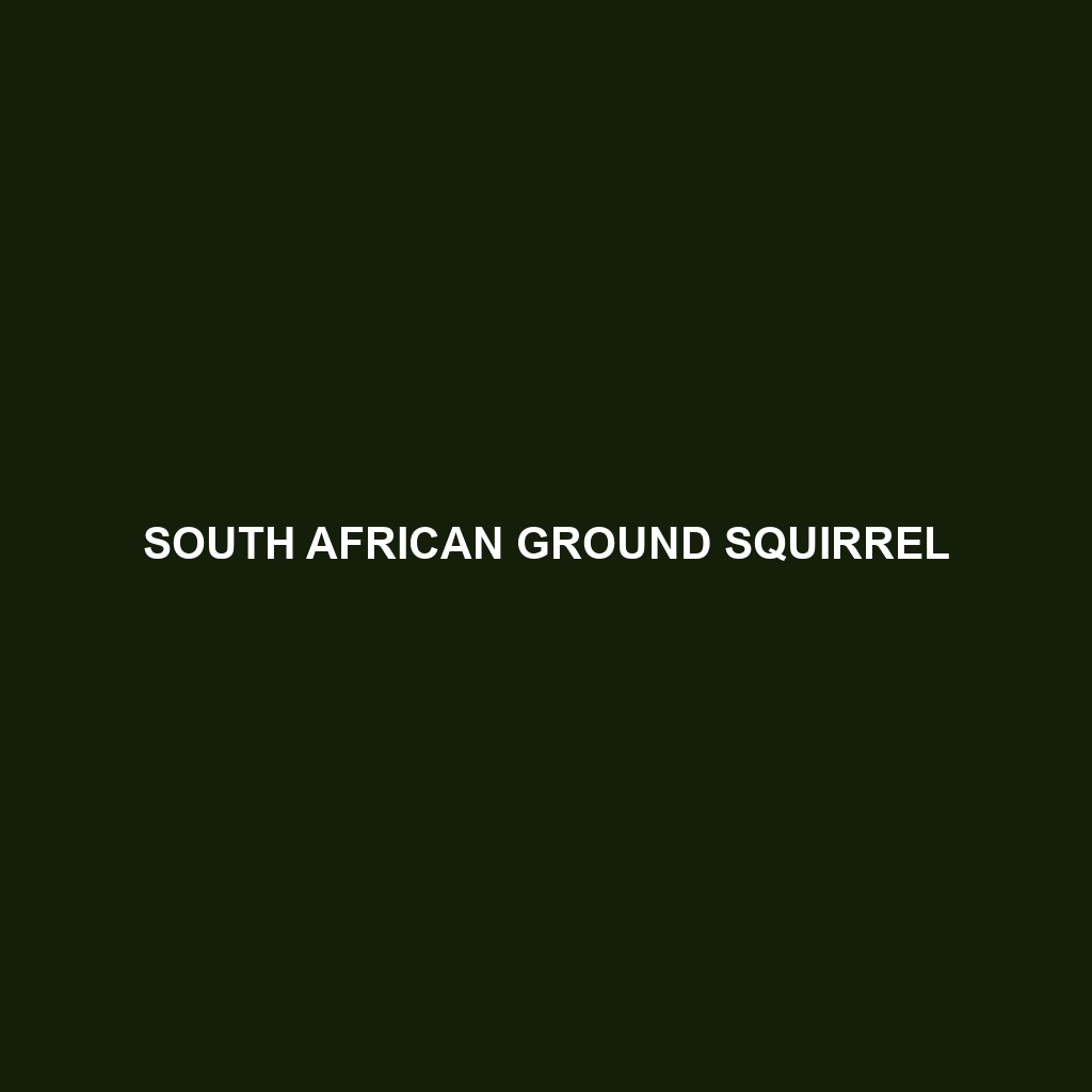 South African Ground Squirrel