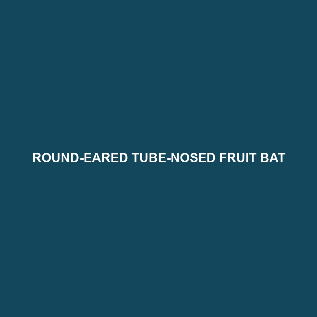 Round-eared Tube-nosed Fruit Bat