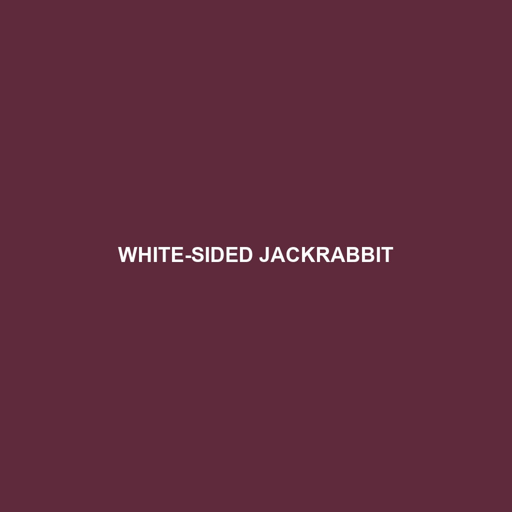 White-sided Jackrabbit