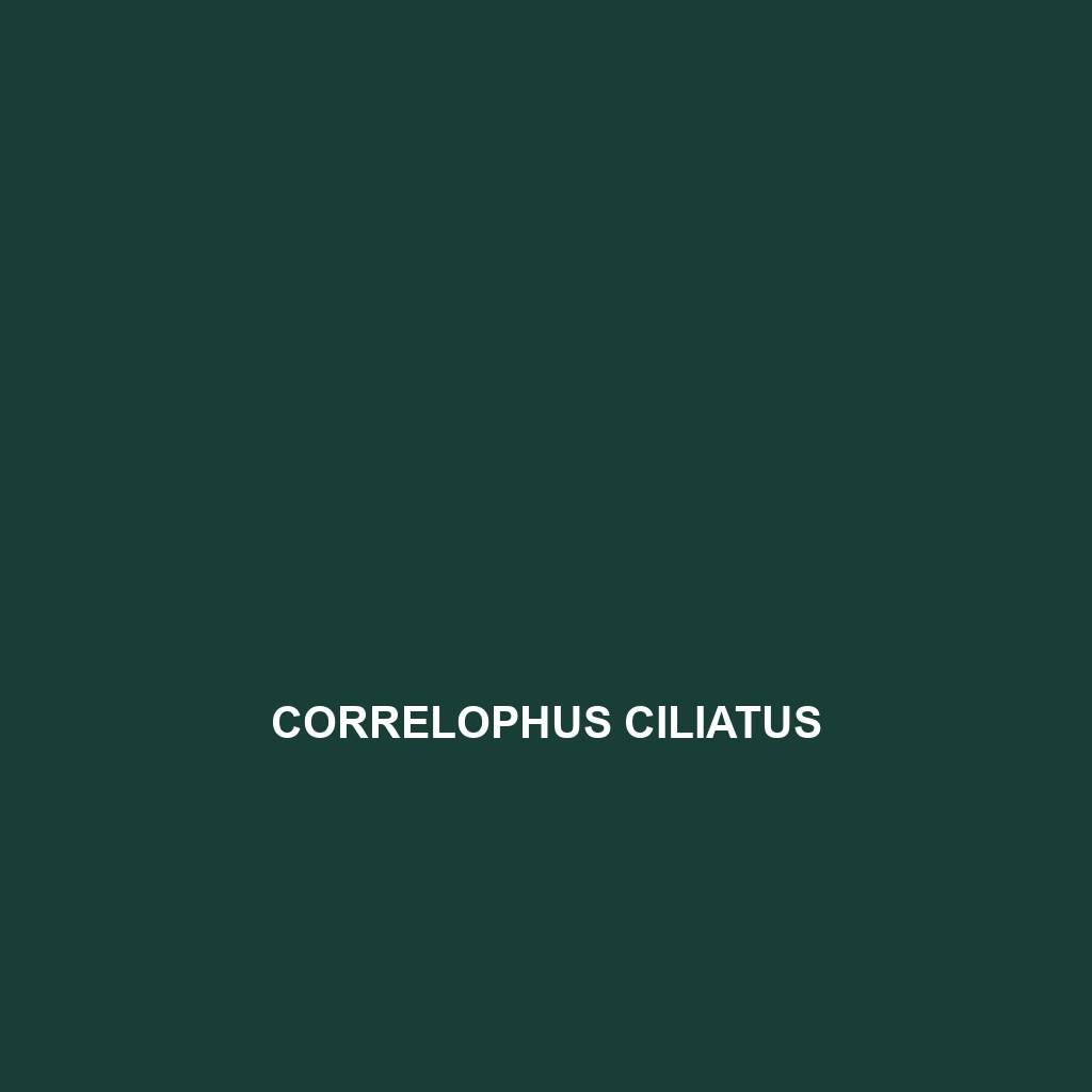 Correlophus ciliatus