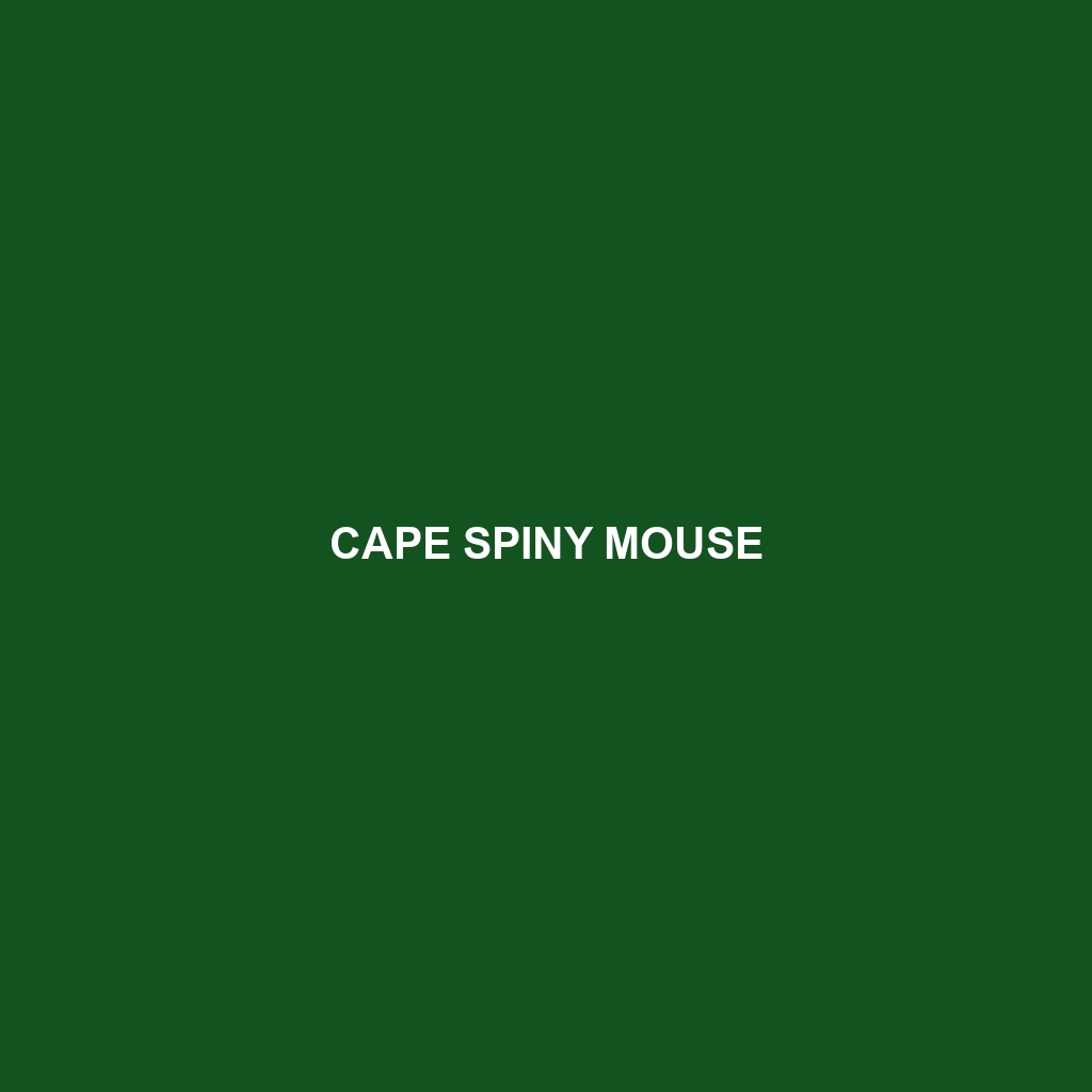 Cape Spiny Mouse