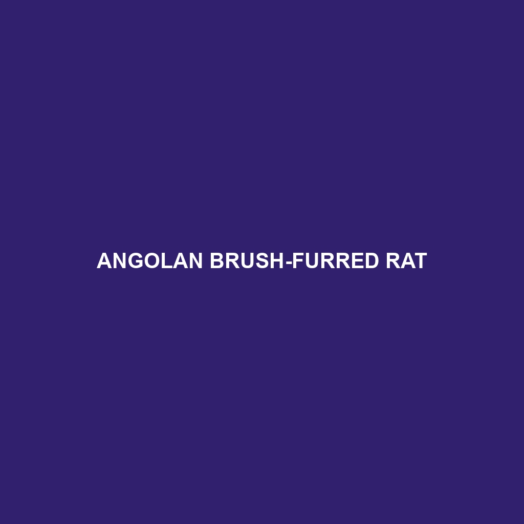 Angolan Brush-furred Rat