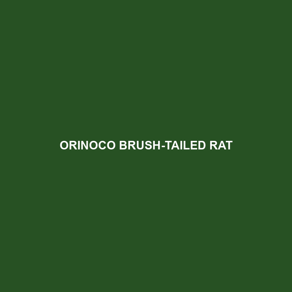 Orinoco Brush-tailed Rat