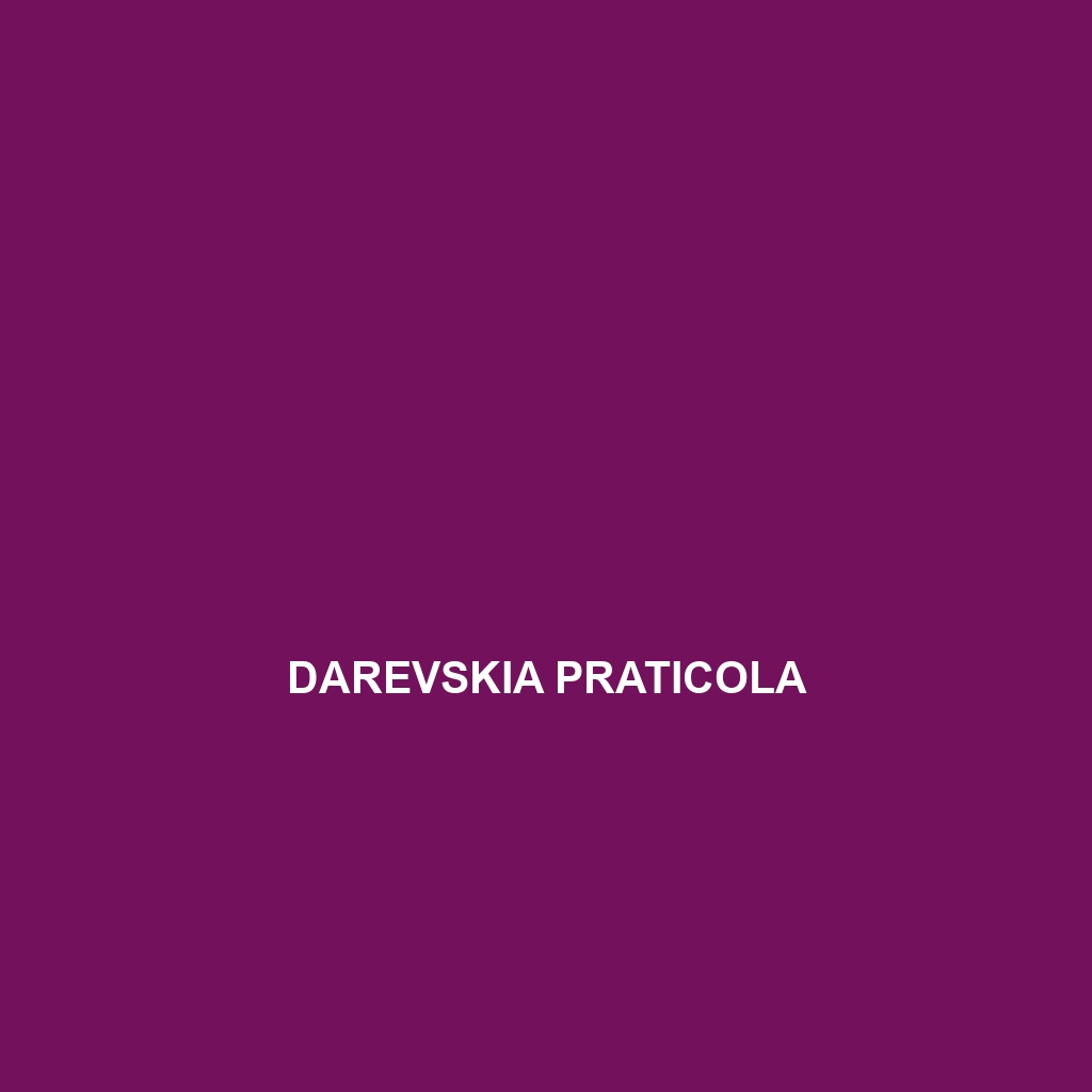 Darevskia praticola