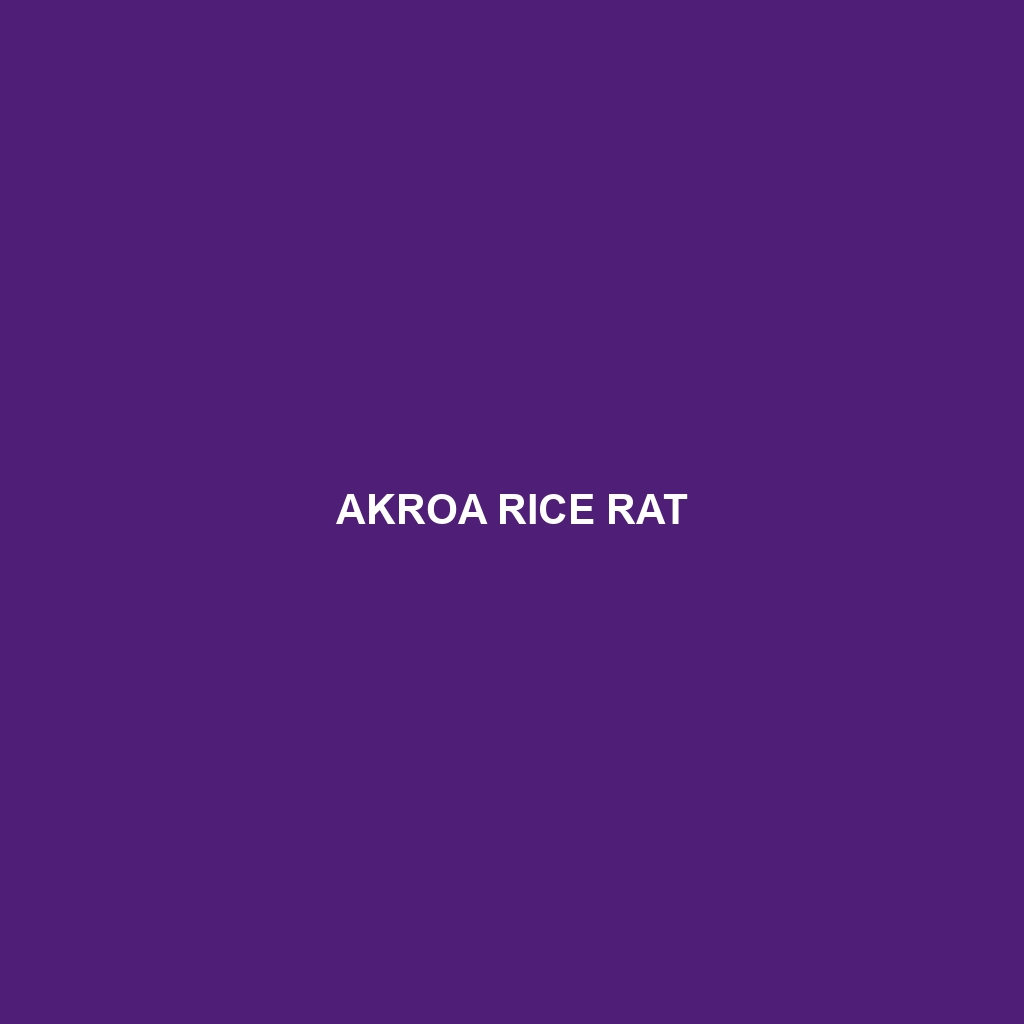 Akroa Rice Rat