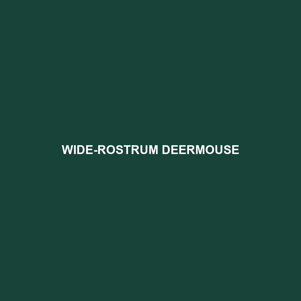 Wide-rostrum Deermouse