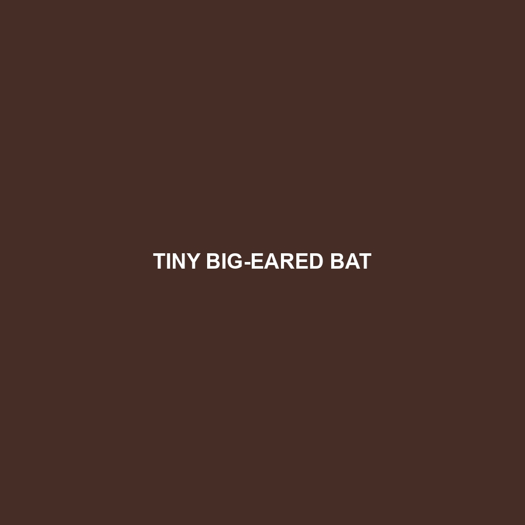 Tiny Big-eared Bat