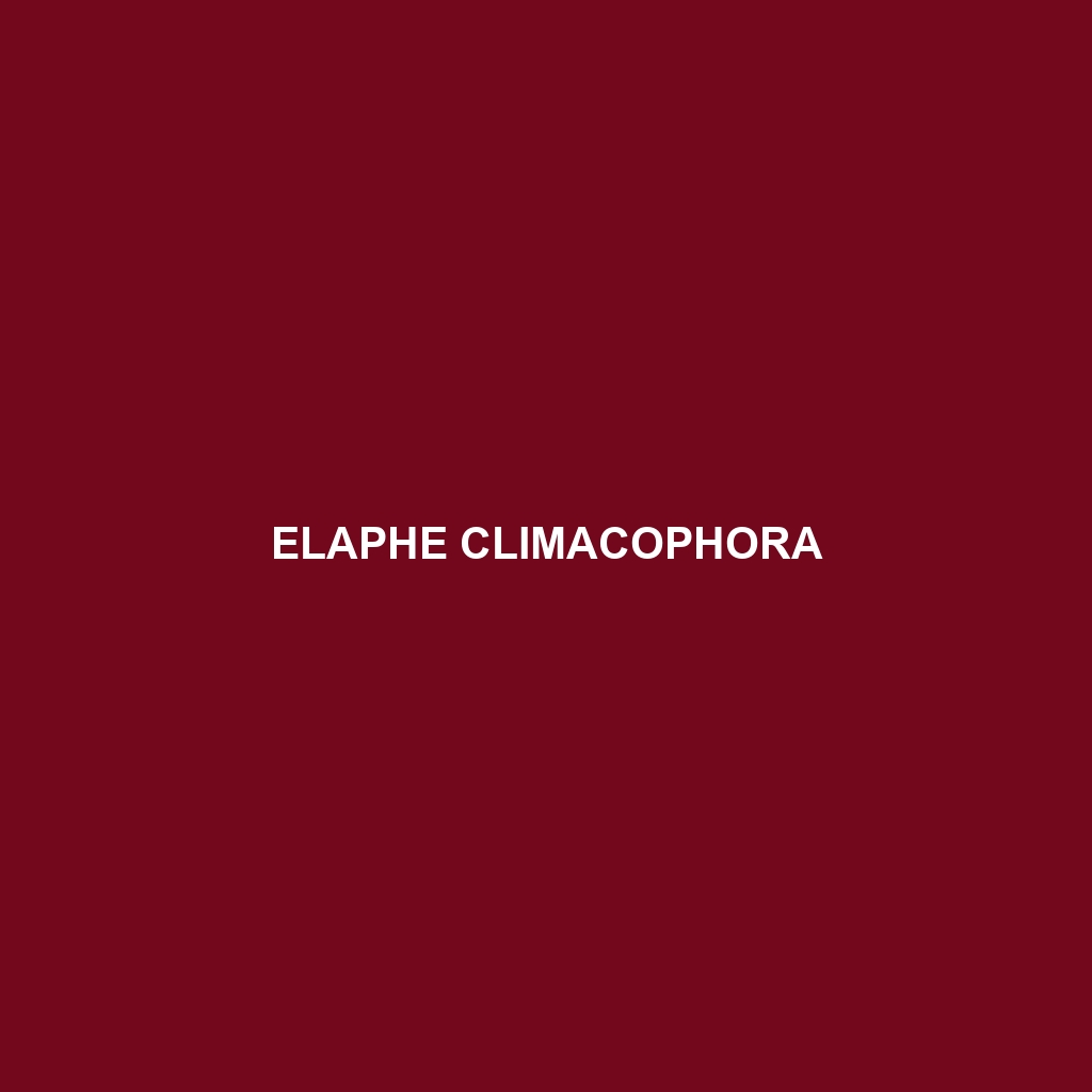 Elaphe climacophora