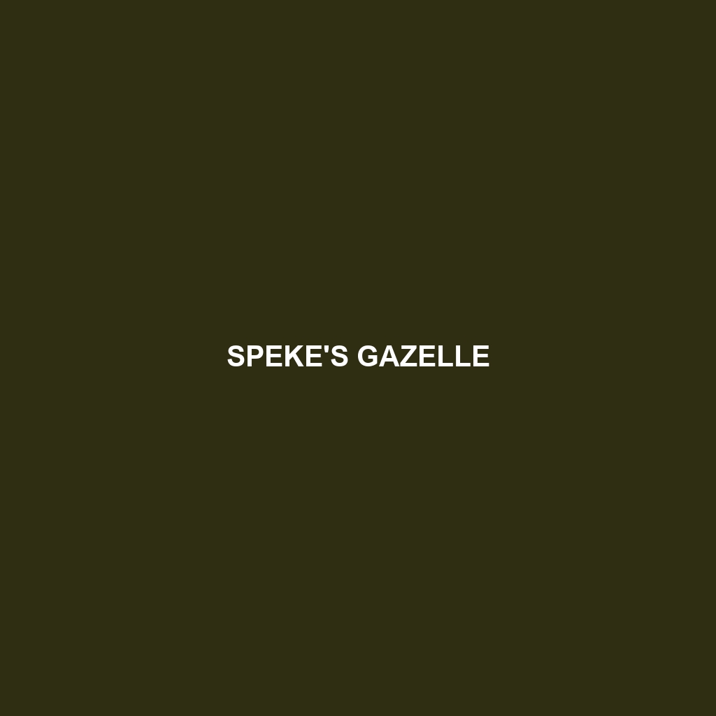 Goitered Gazelle