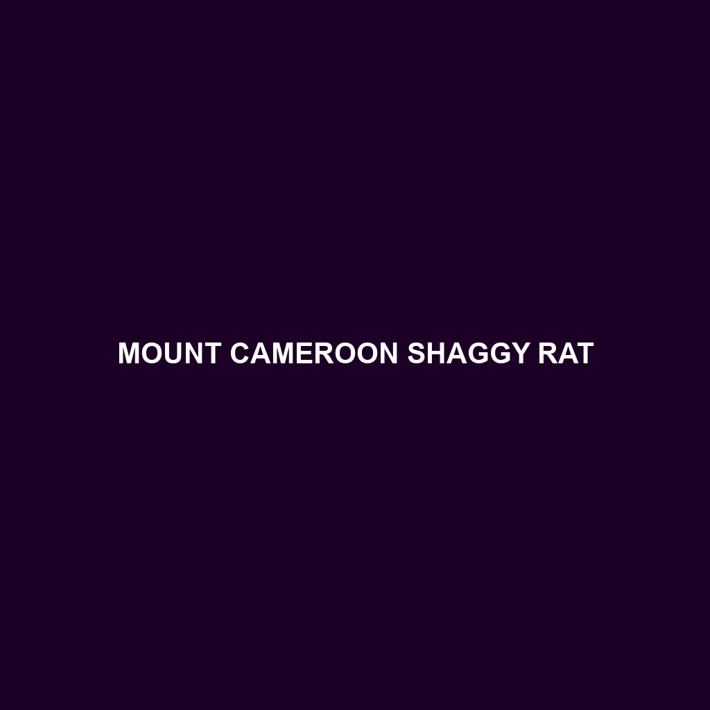 Mount Cameroon Shaggy Rat