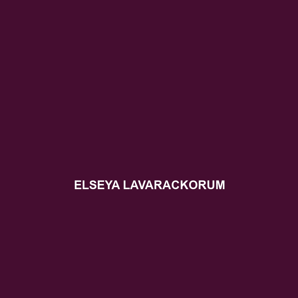 Elseya lavarackorum