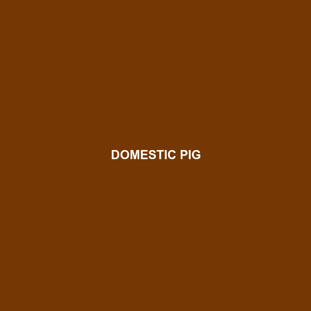 Domestic Pig