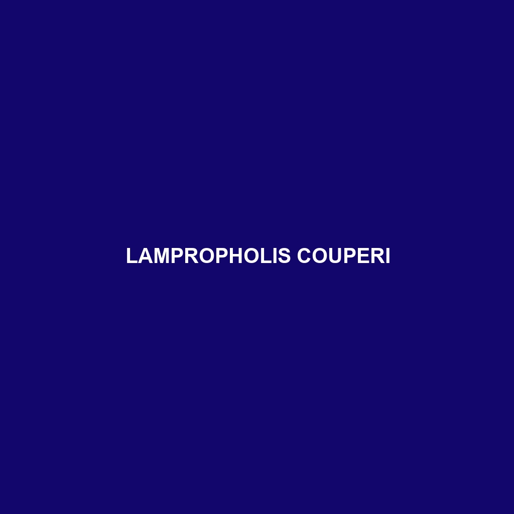 Lampropholis couperi