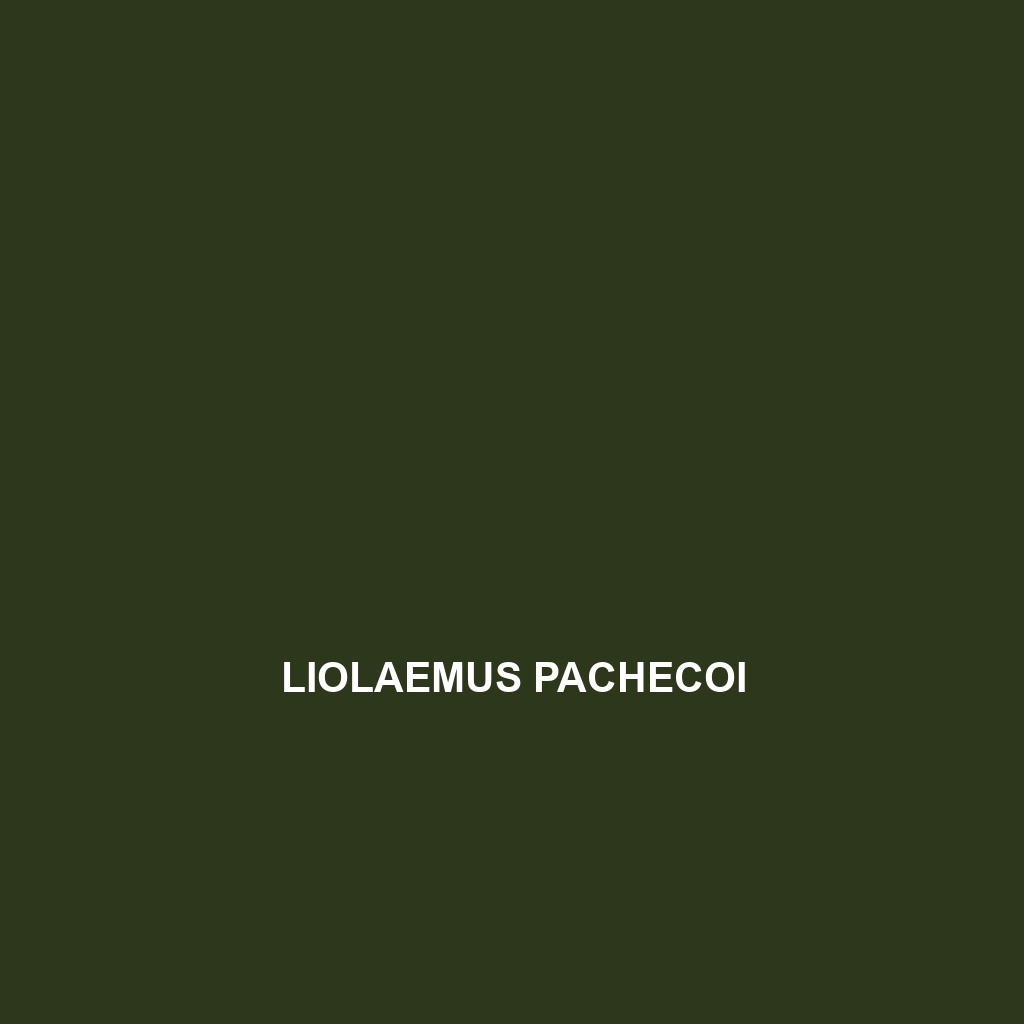 Liolaemus pachecoi