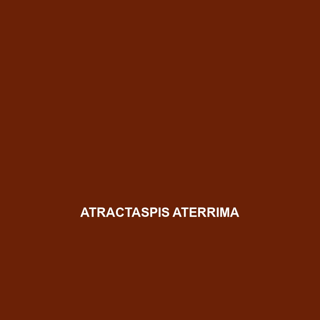 Atractaspis aterrima