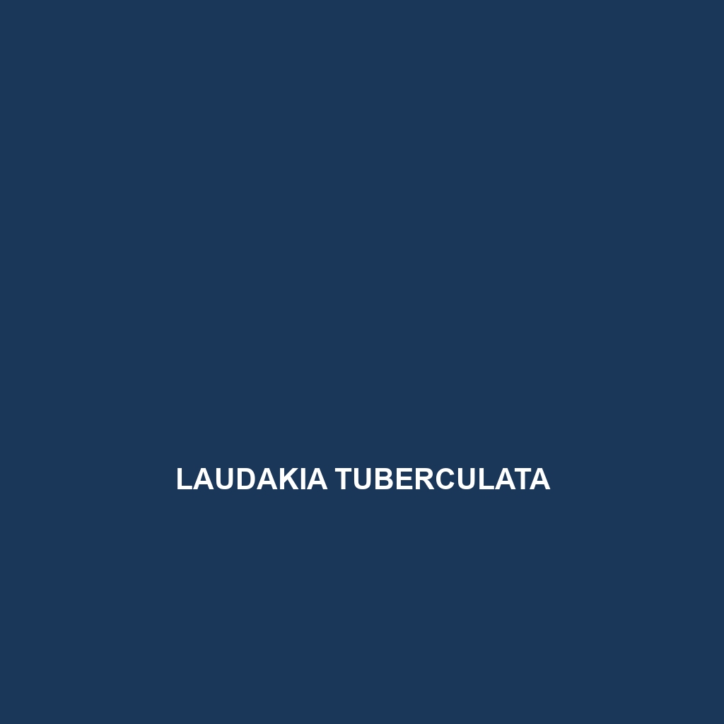 Laudakia tuberculata