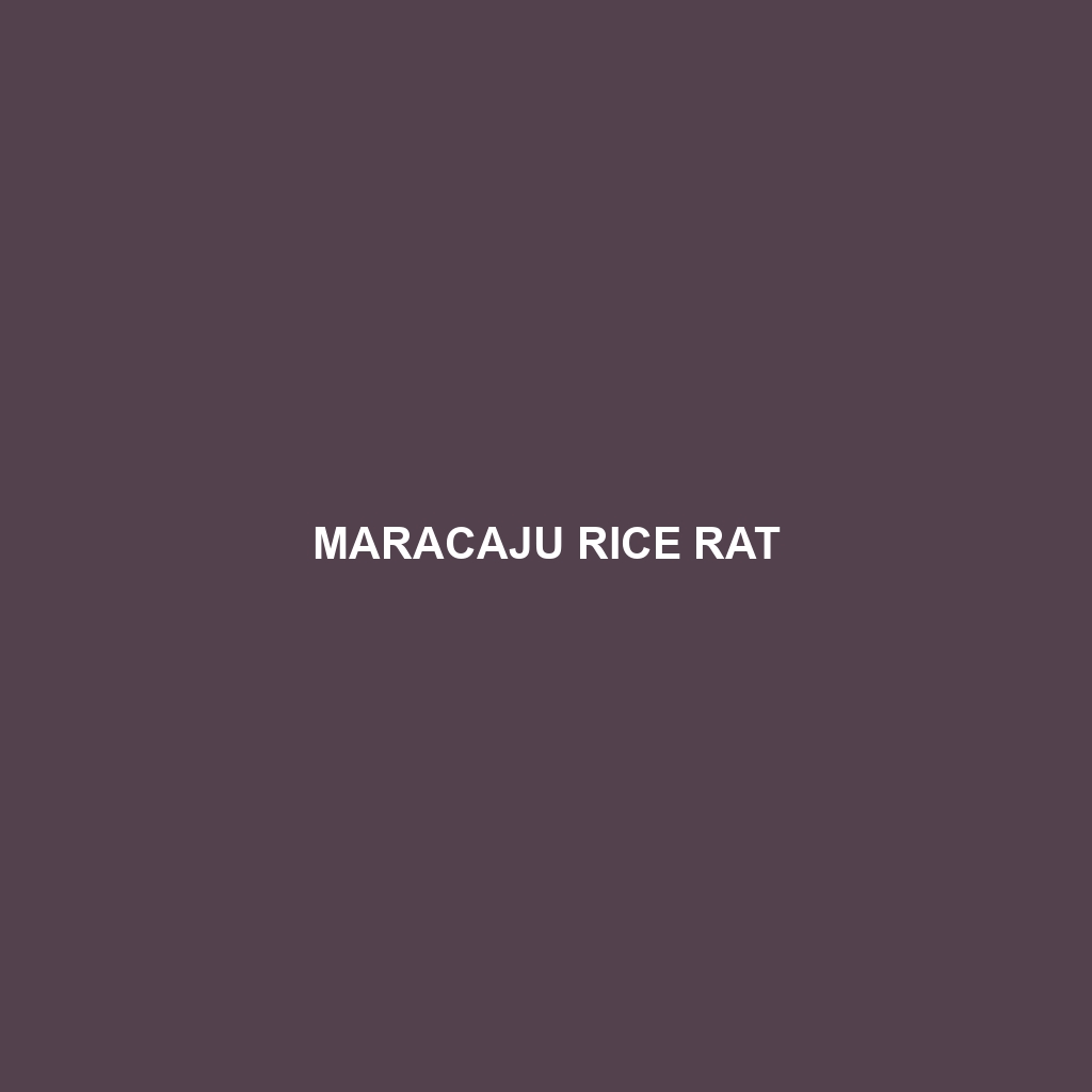 Maracaju Rice Rat