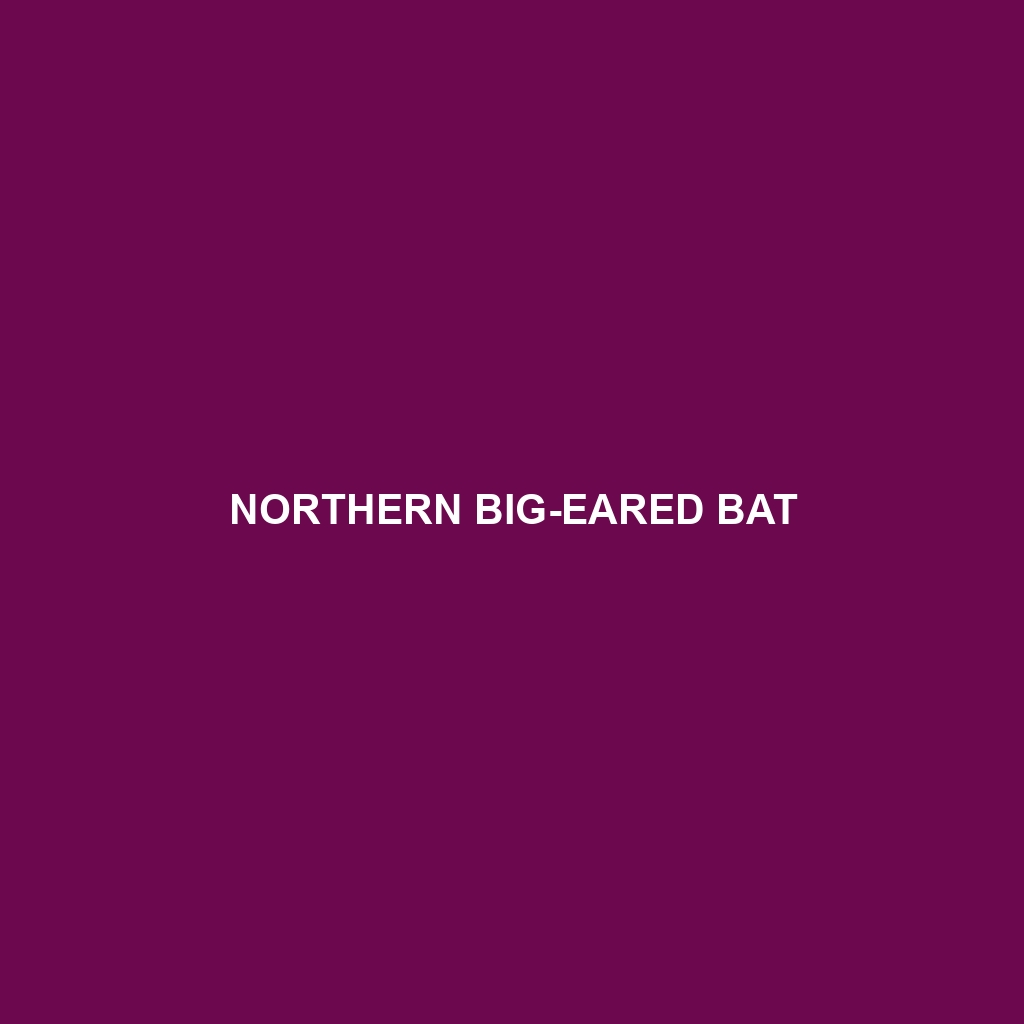 Yates's Big-eared Bat