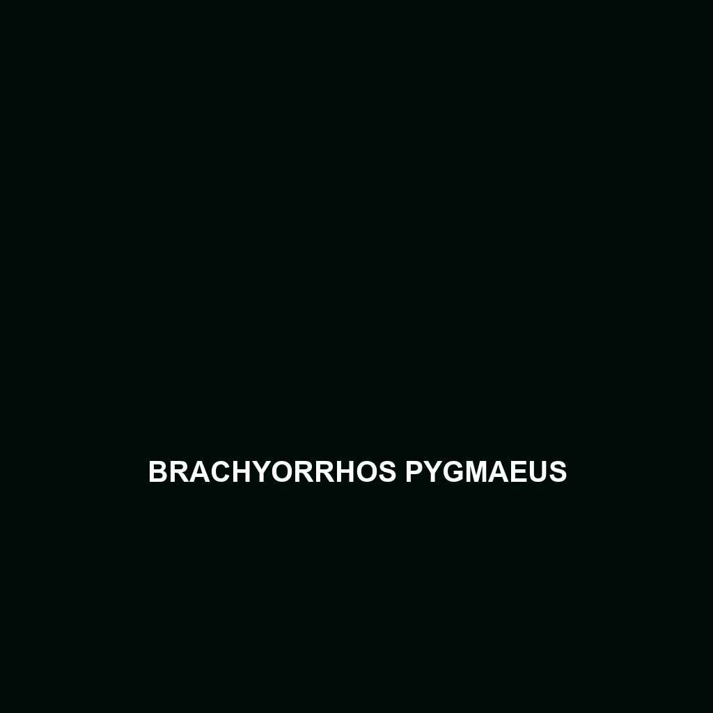 Brachyorrhos pygmaeus