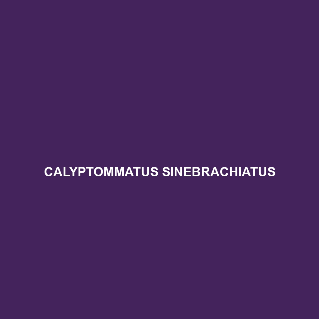 Calyptommatus sinebrachiatus