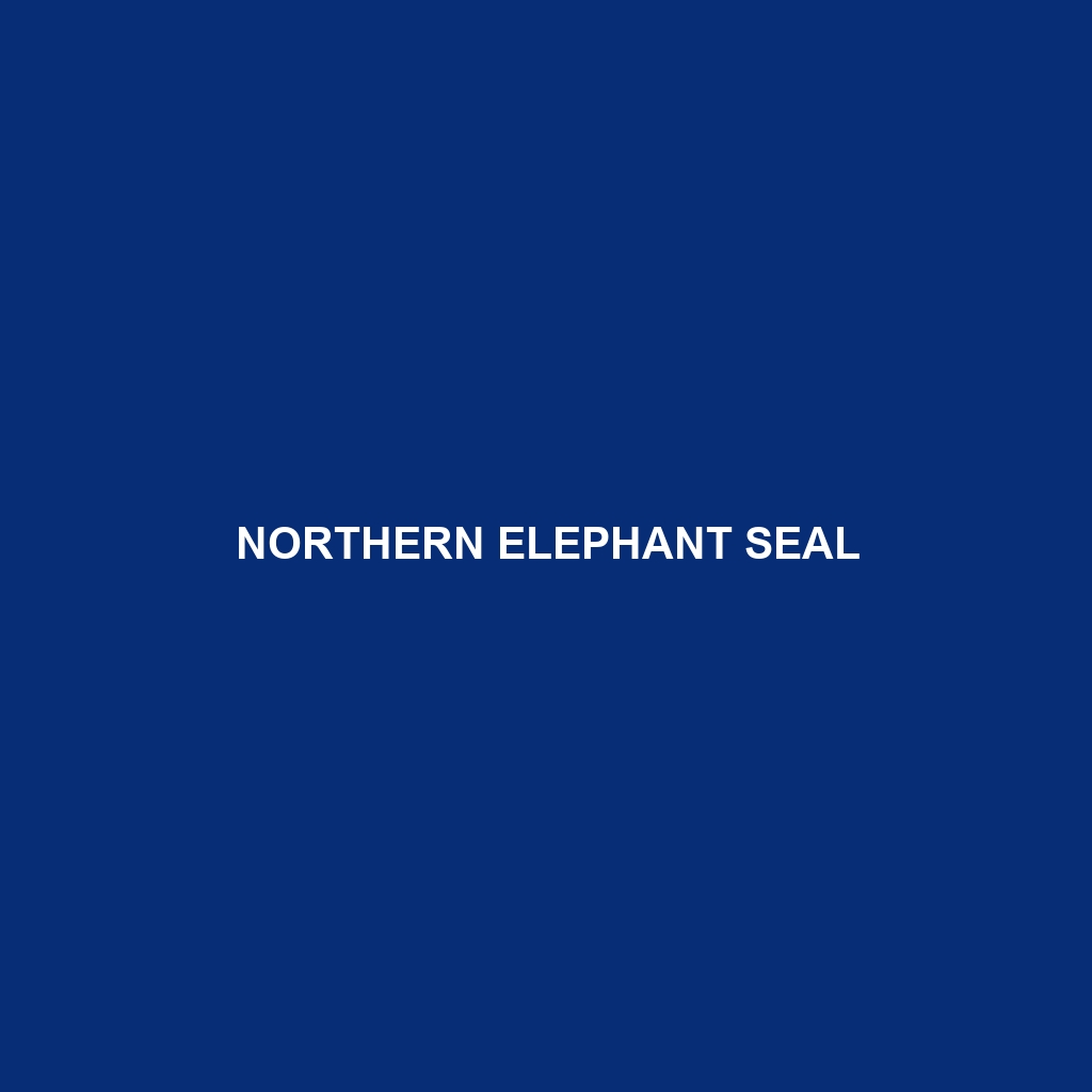 Northern Elephant Seal