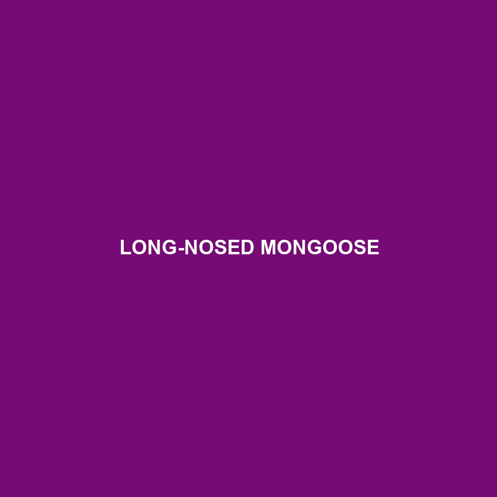 Long-nosed Mongoose