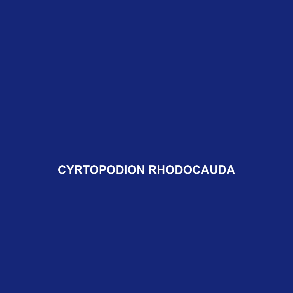 Cyrtopodion rhodocauda