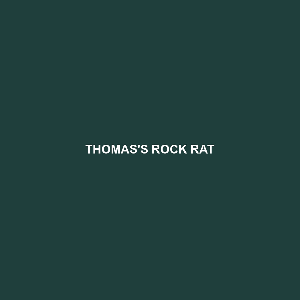 Thomas's Rock Rat