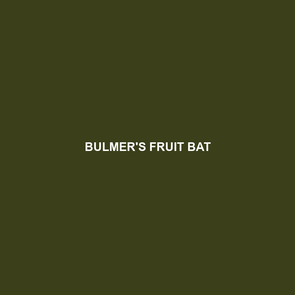 Bulmer's Fruit Bat