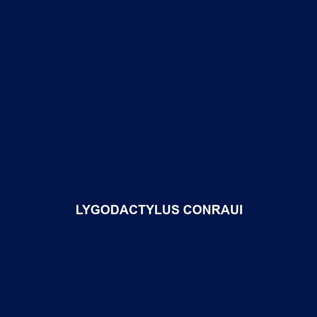 Lygodactylus conraui