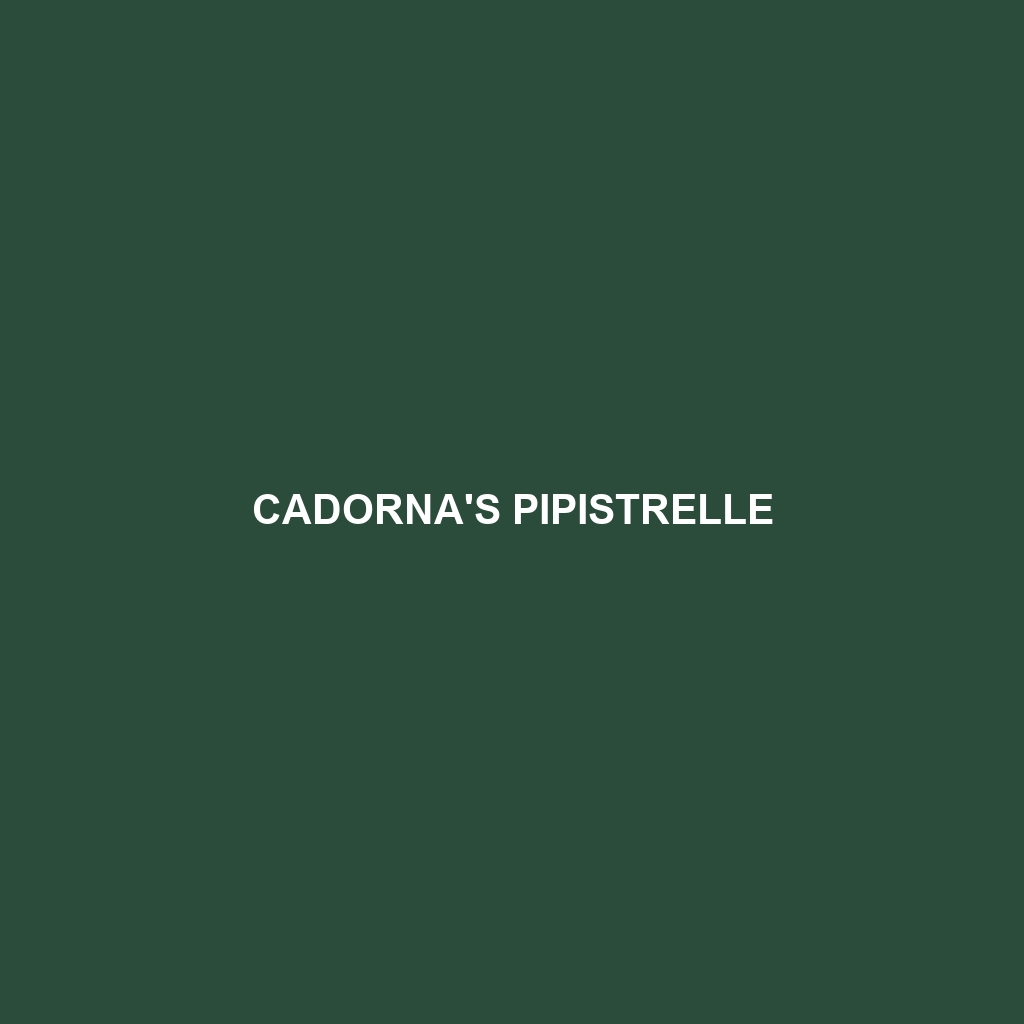 Cadorna's Pipistrelle