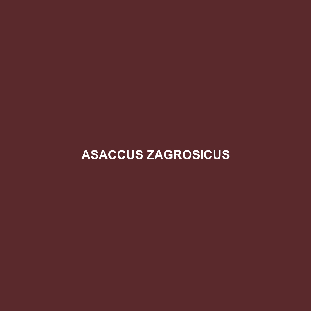 Asaccus zagrosicus