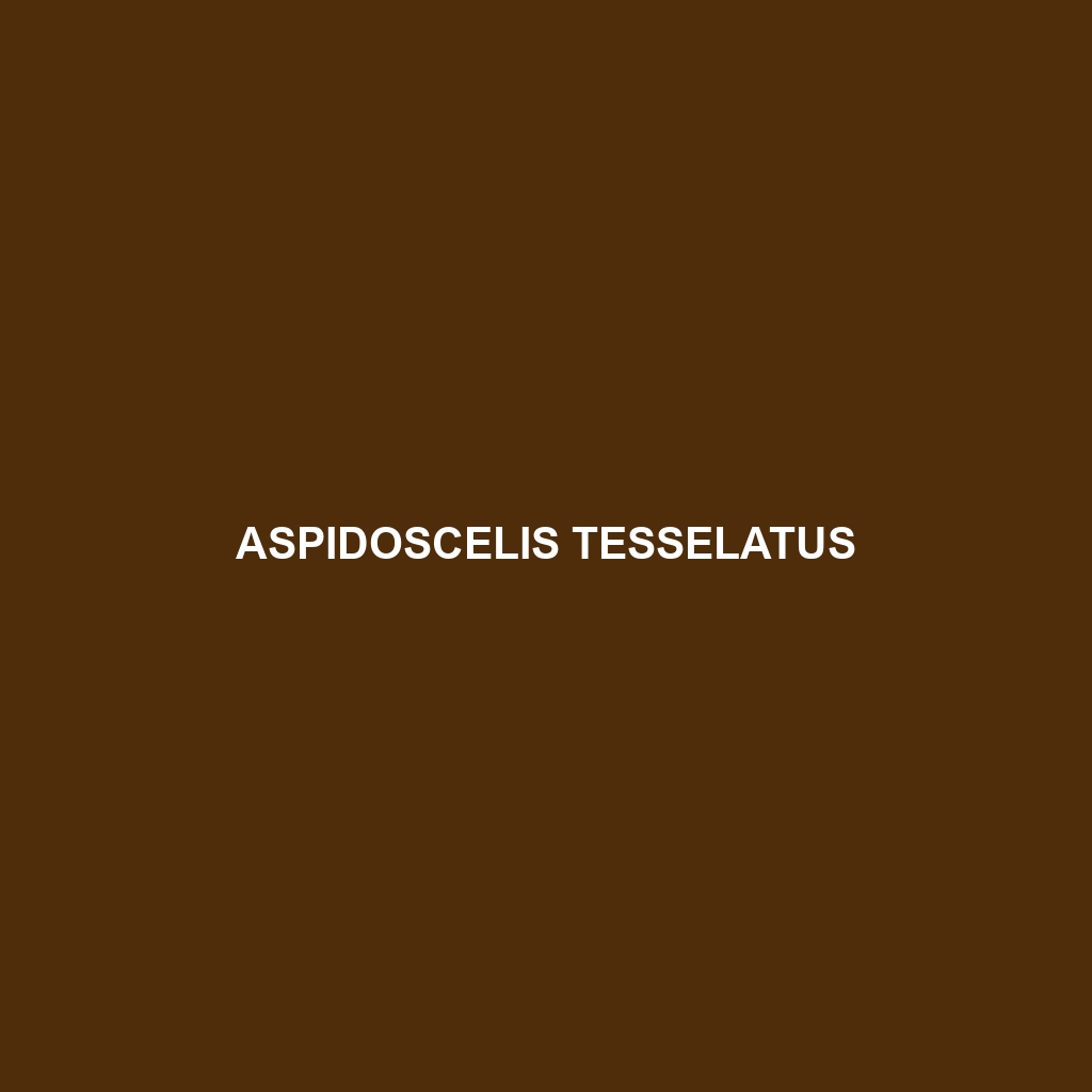 Aspidoscelis tesselatus