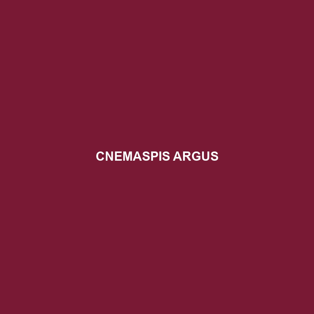 Cnemaspis argus