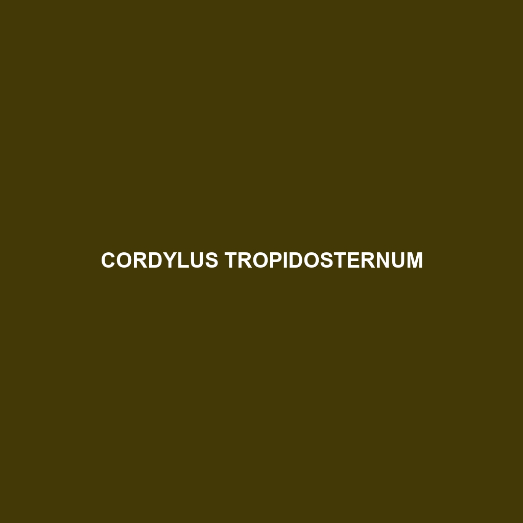 Cordylus tropidosternum