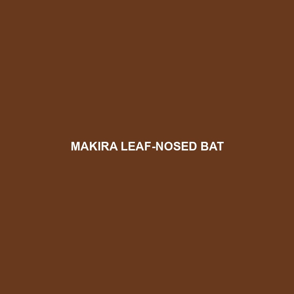 Makira Leaf-nosed Bat