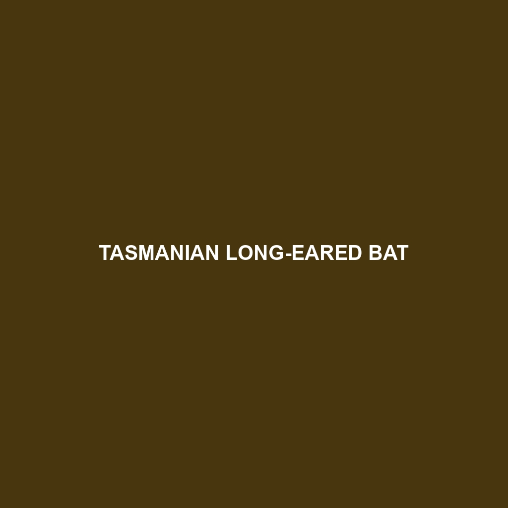 Tasmanian Long-eared Bat