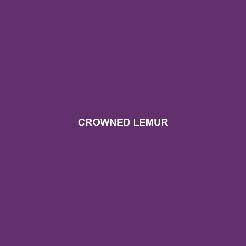 Crowned Lemur