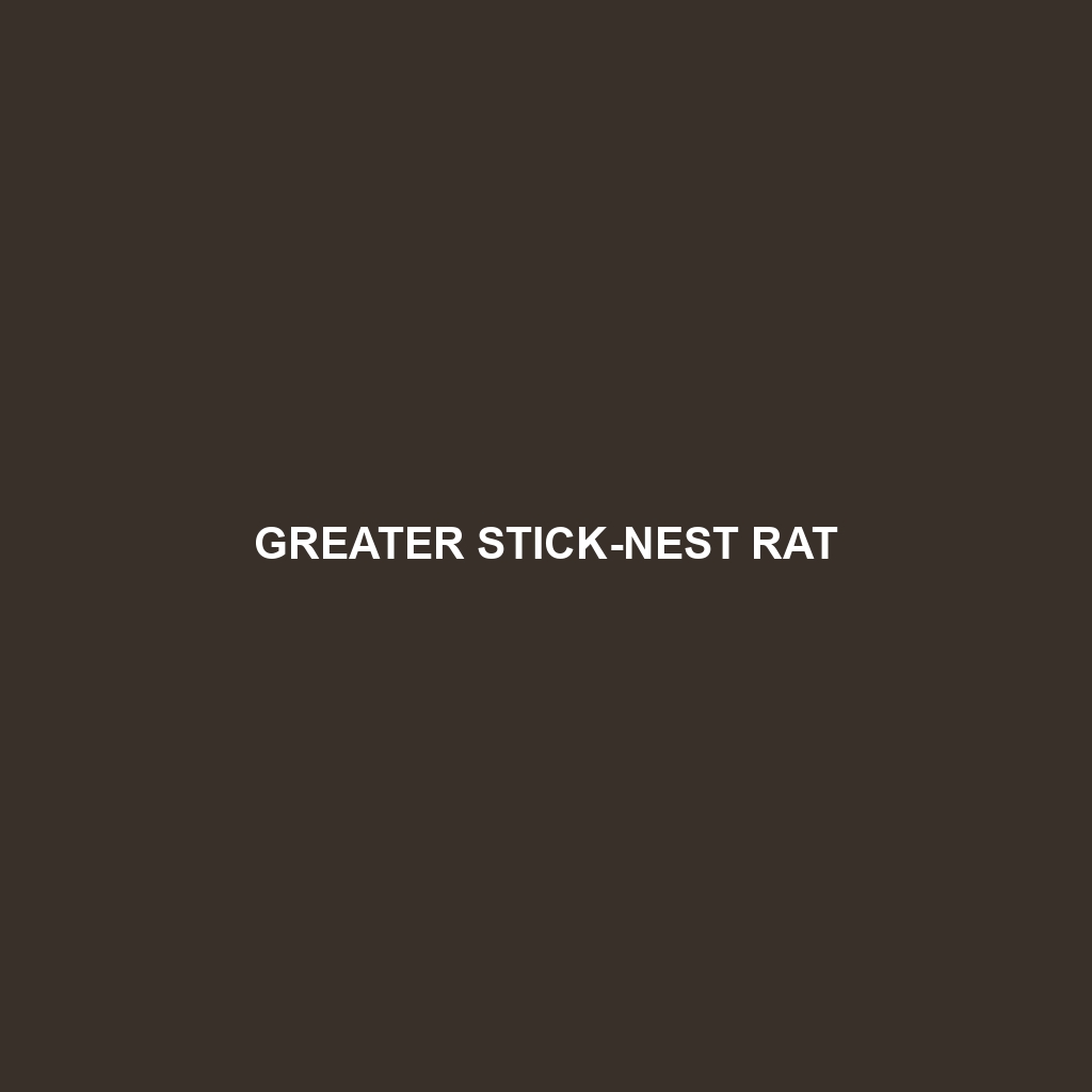 Greater Stick-nest Rat