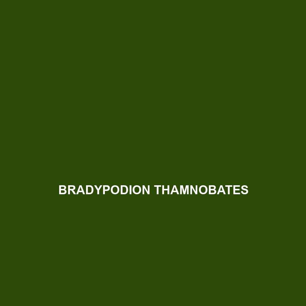 Bradypodion thamnobates