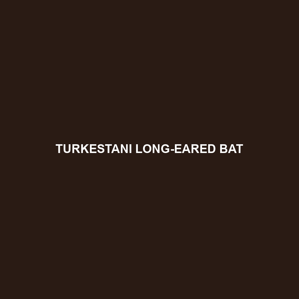 Turkestani Long-eared Bat