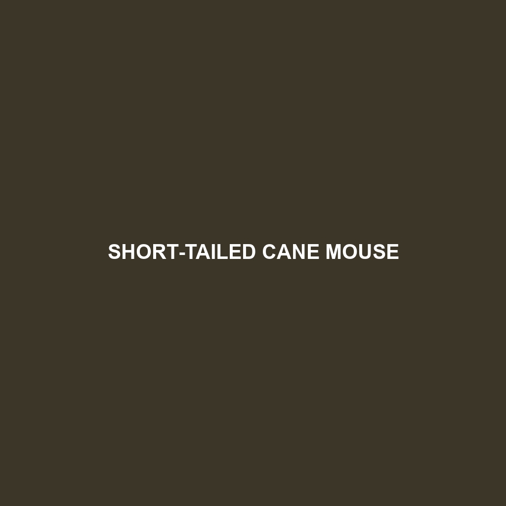 Short-tailed Cane Mouse