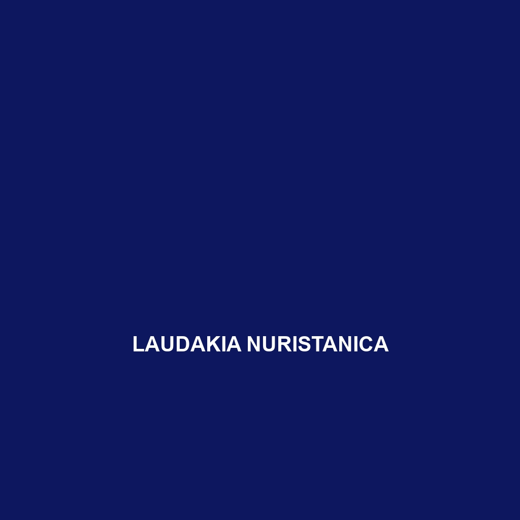 Laudakia nuristanica