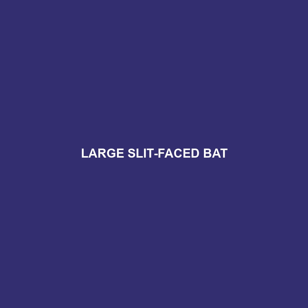 Large Slit-faced Bat