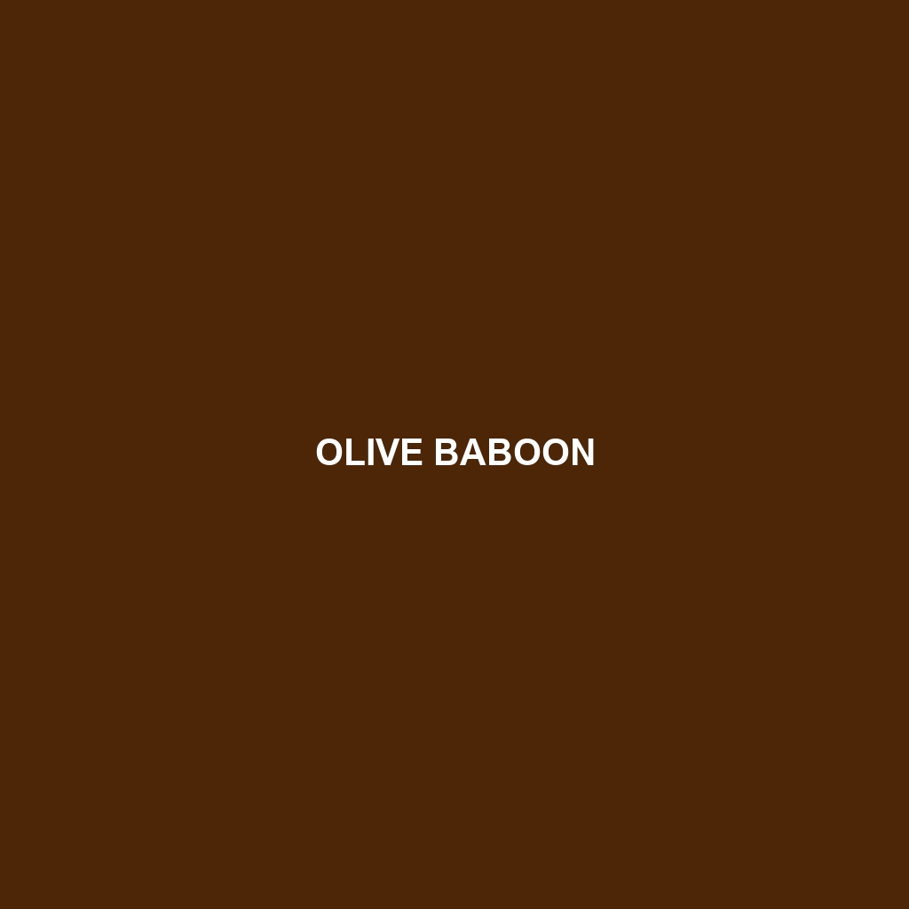 Olive Baboon