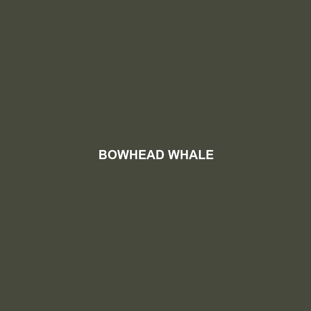 Bowhead Whale