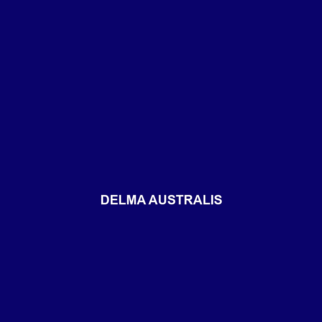 Delma australis