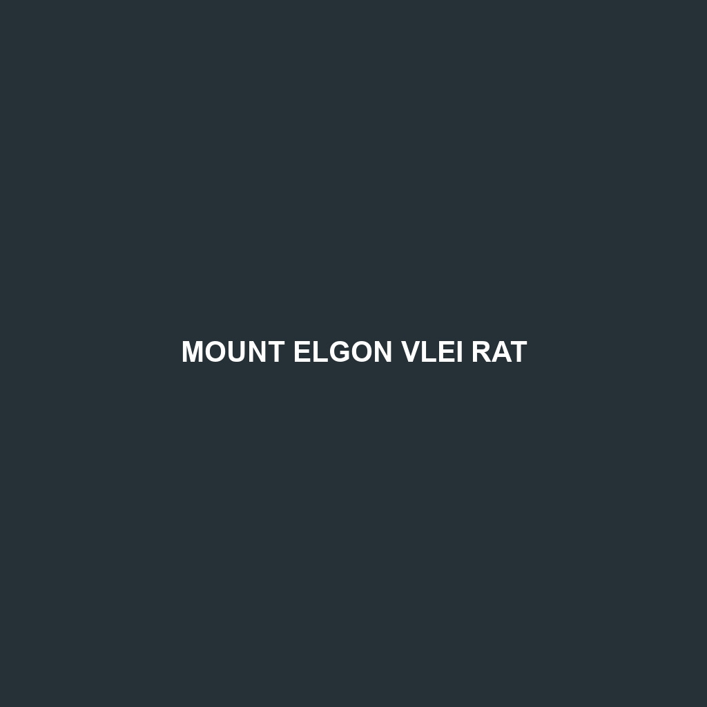 Mount Elgon Vlei Rat