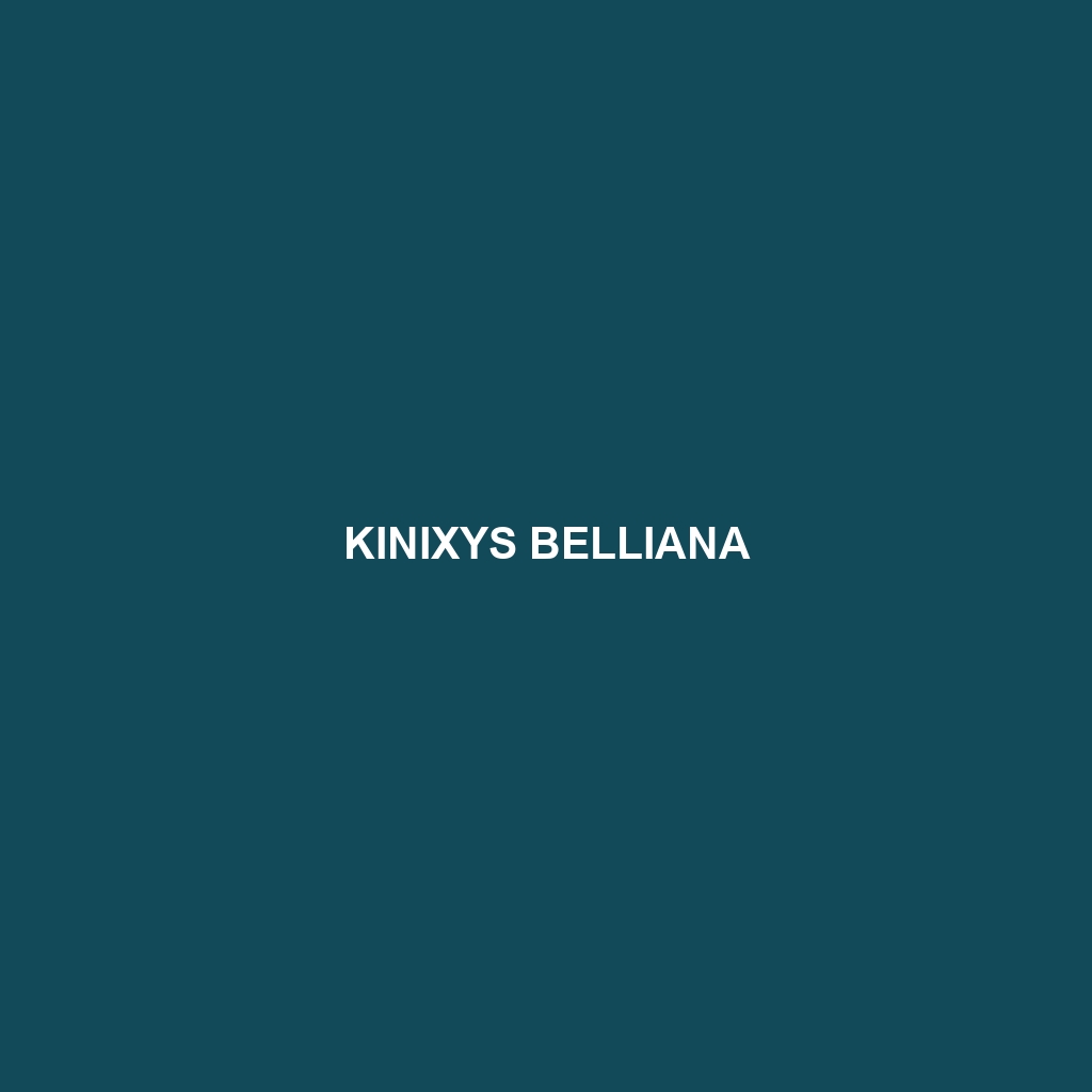 Kinixys belliana